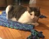 free-crochet-cat-mat-pattern