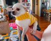 sweet-free-crochet-pattern-for-small-dog-sweater