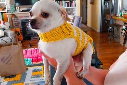 sweet-free-crochet-pattern-for-small-dog-sweater