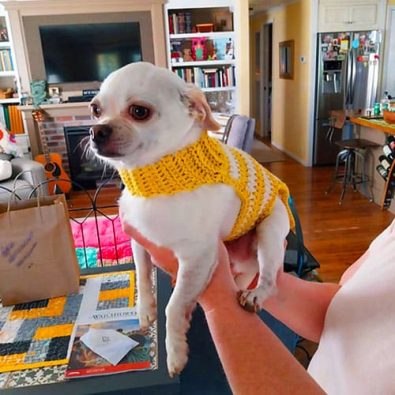 sweet-free-crochet-pattern-for-small-dog-sweater